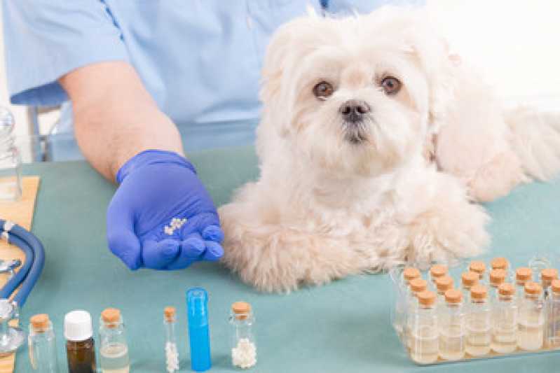 Homeopatia para Ansiedade Cachorro Parque Itaberaba - Homeopatia para Cachorro Barra Funda
