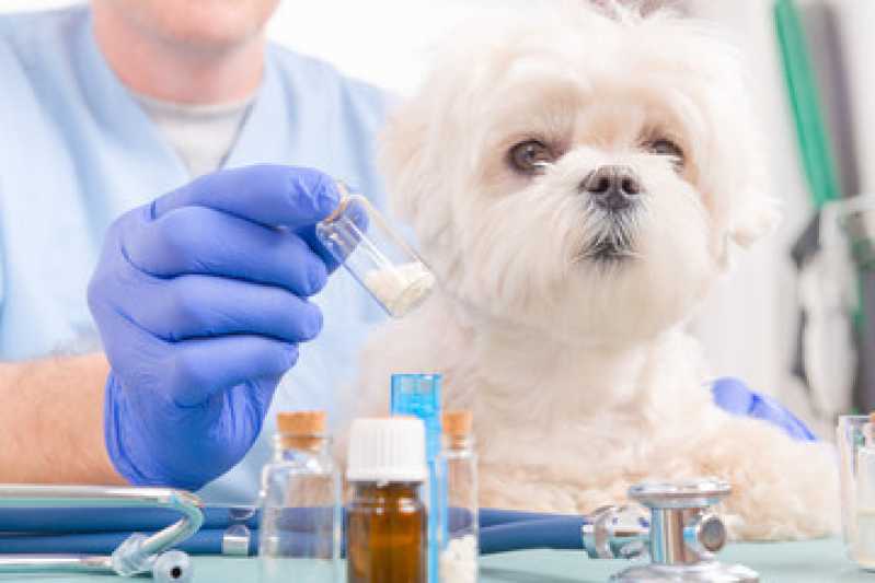 Homeopatia para Cachorro Agitado Valores Pirituba - Homeopatia para Gatos
