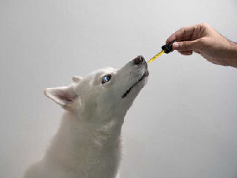 Homeopatia para Cachorro Valores Jardim São Silvestre - Homeopatia para Alergia a Gatos