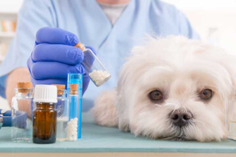 Homeopatia para Cachorro Jardim Paulista - Homeopatia para Ansiedade Cachorro