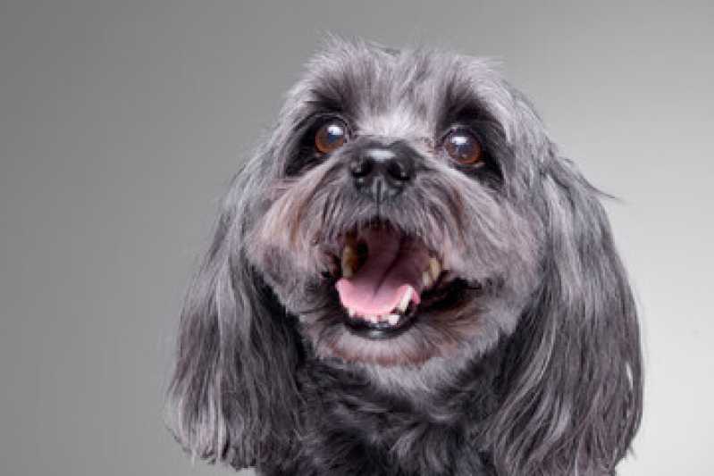 Homeopatia para Cães Valores Jaguaré - Homeopatia para Cachorro Agitado