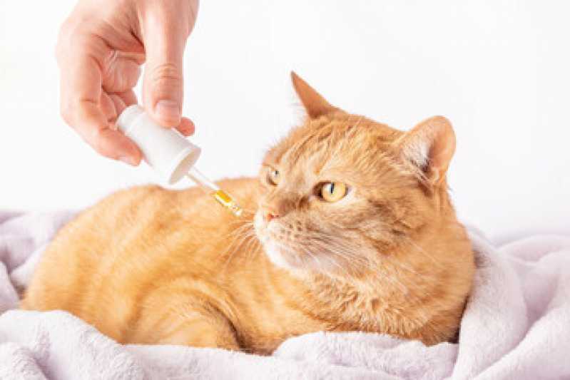 Homeopatia para Gatos Valores Ibirapuera - Homeopatia para Cães Ansiosos