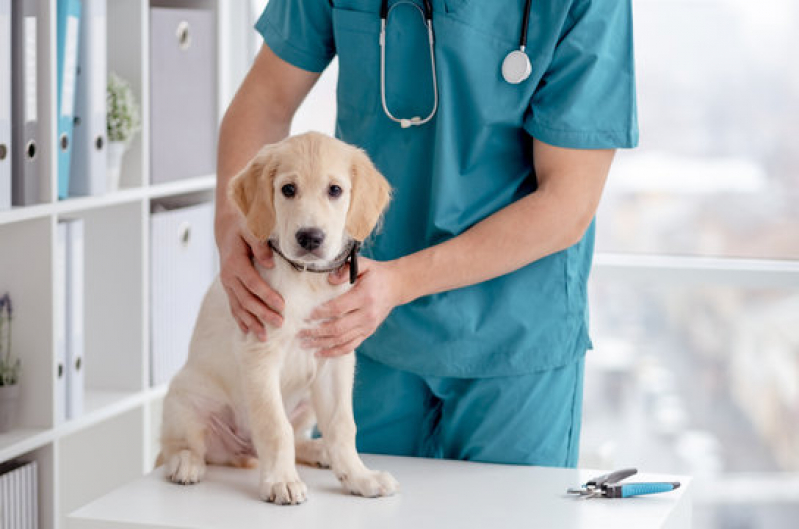 Hospital Veterinário para Cachorros Endereço Vila São Vicente - Hospital Veterinário para Gatos e Cachorros