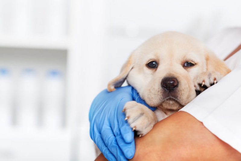 Hospital Veterinário para Cachorros Luz - Hospital Pet 24 Horas