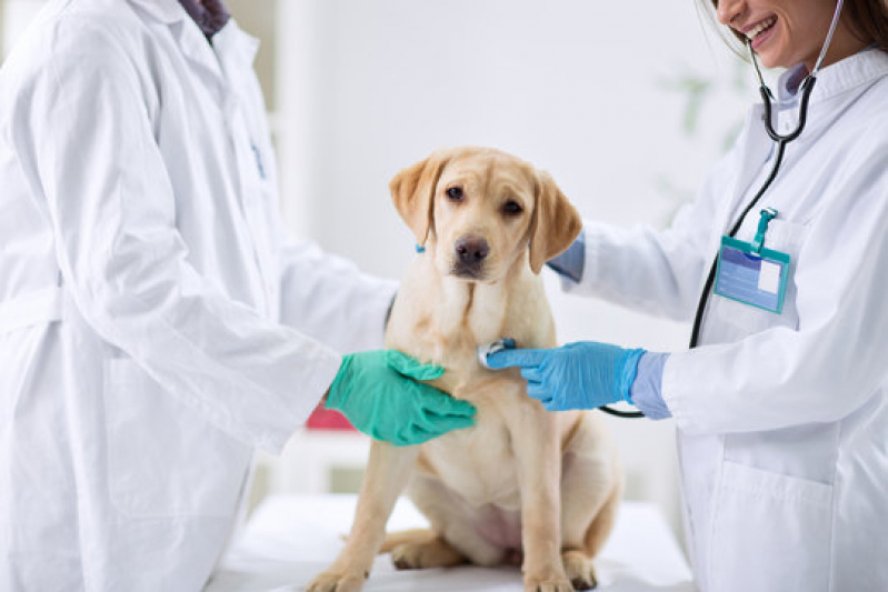 Hospital Veterinário para Gatos e Cachorros Santa Cruz - Hospital Veterinário Popular