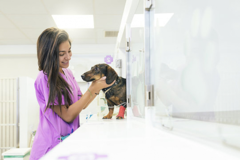 Hospital Veterinário Próximo a Mim Endereço Vila São Vicente - Hospital para Tratamentos Veterinários