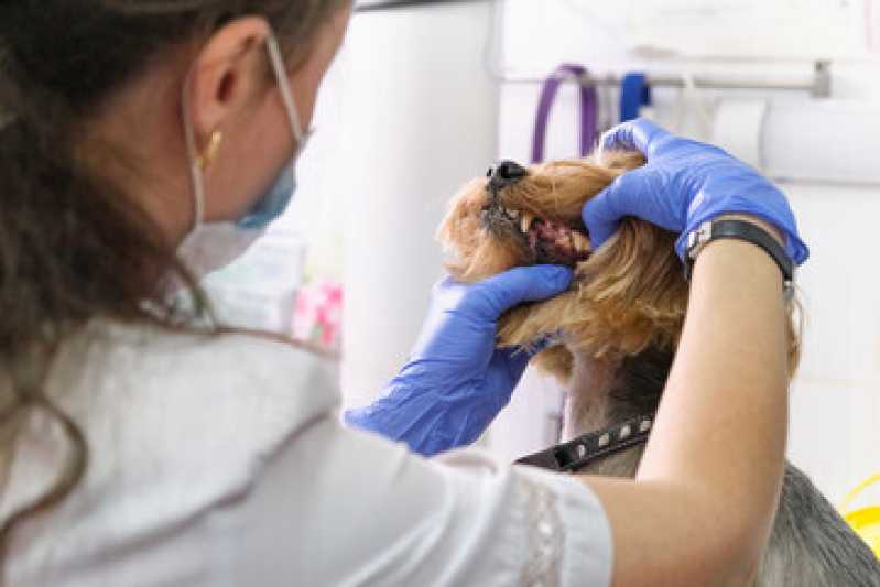 Limpeza de Tártaro Canina Orçamento Parque Rebouças - Limpeza de Tártaro em Animais