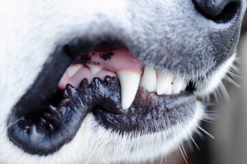 Limpeza de Tártaro de Cães e Gatos Orçamento Jardim São Silvestre - Limpeza de Tártaro em Animais