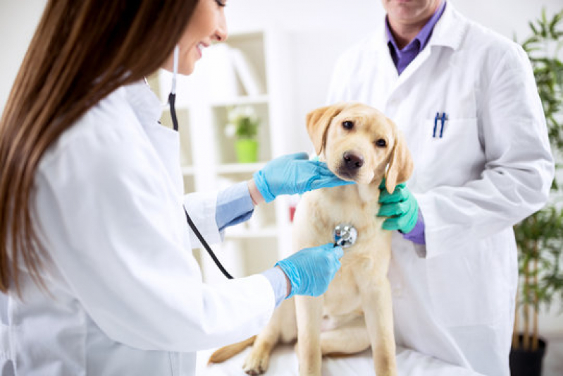 Nefrologia Veterinaria Consulta Casa Verde - Ortopedia para Animais