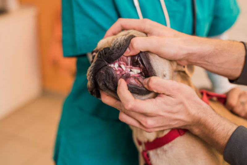 Odontologia Veterinária Consulta Vila dos Ferroviários - Endocrinologia para Animais