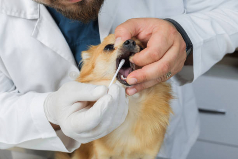Odontologia Veterinária Vila Buarque - Ortopedia Pet