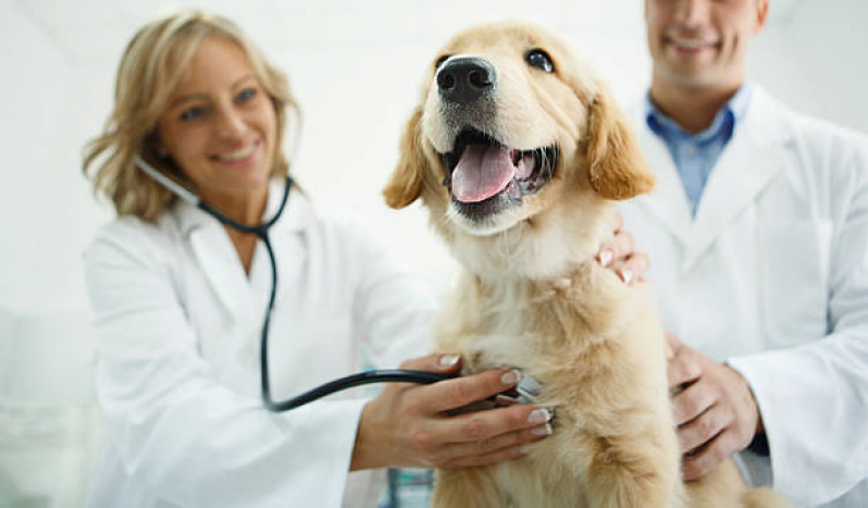 Onde Agendar Consulta em Pet Consolação - Consulta para Pet