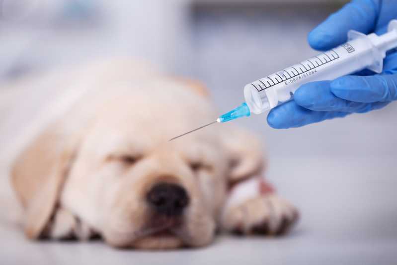 Onde Encontrar Vacina Animal Antirrábica Vila dos Ferroviários - Vacina Antirrábica para Cachorro Barra Funda