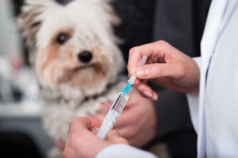 Onde Encontrar Vacina Antirrábica Animal Vila Buarque - Vacina da Raiva para Cachorro