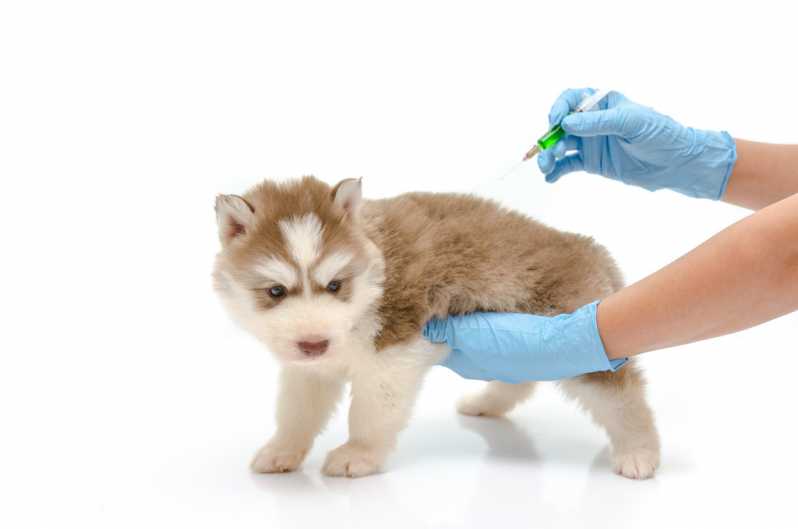 Onde Encontrar Vacina Antirrábica Cachorro Parque Industrial Tomas Edson - Vacina Animal