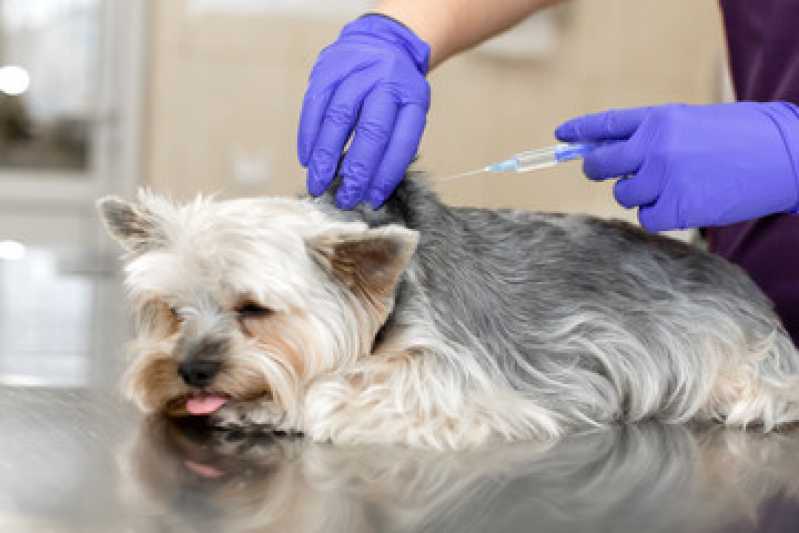 Onde Encontrar Vacina Antirrábica para Cachorro Santana - Vacina Animal