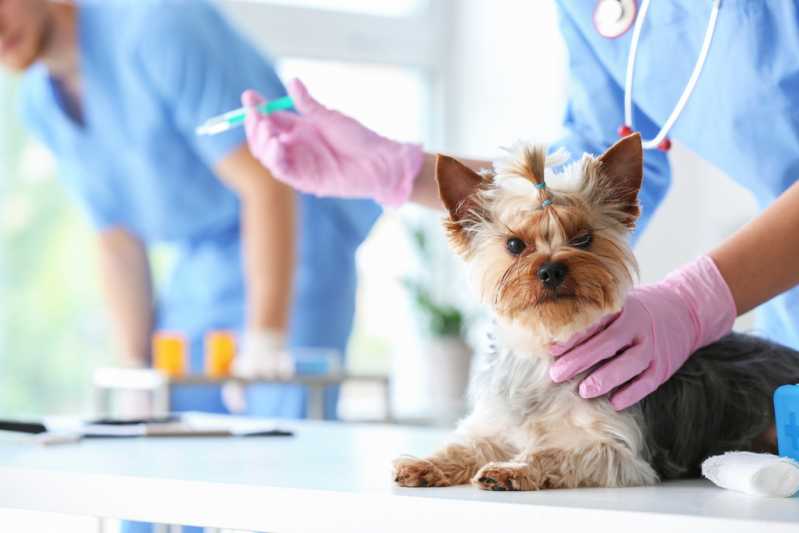 Onde Encontrar Vacina contra Raiva Cachorro Freguesia do Ó - Vacina Antirrábica Animal