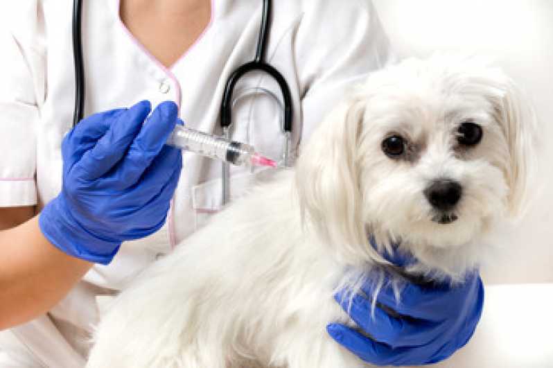 Onde Encontrar Vacina contra Raiva de Cachorro Ibirapuera - Vacina Antirrábica para Cachorro Bom Retiro