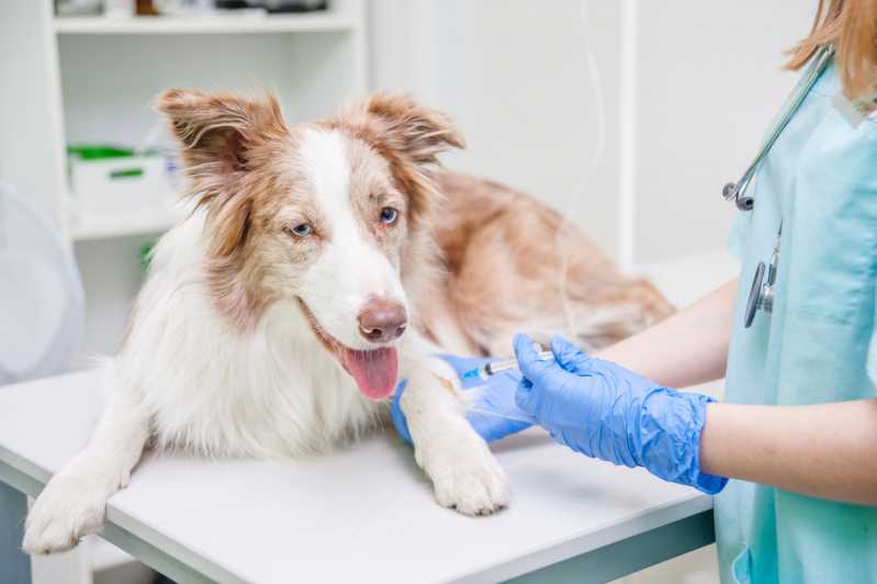 Onde Encontrar Vacina contra Raiva para Cachorro Jaguaré - Vacina Antirrábica Animal