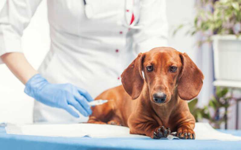 Onde Encontrar Vacina da Raiva Cachorro Itaberaba - Vacina para Filhote de Cachorro