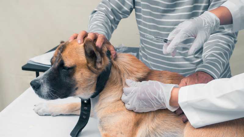 Onde Encontrar Vacina da Raiva para Cachorro Água Branca - Vacina Animal