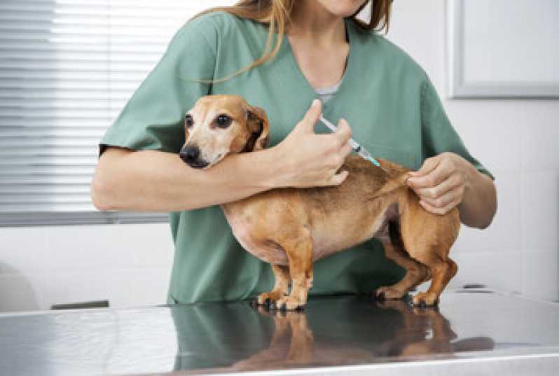 Onde Encontrar Vacina para Cachorro Filhote Vila Buarque - Vacina Animal