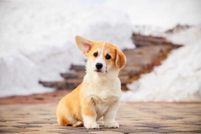 Onde Faz Castração Cachorro Macho Pinheiros - Castração Cachorro