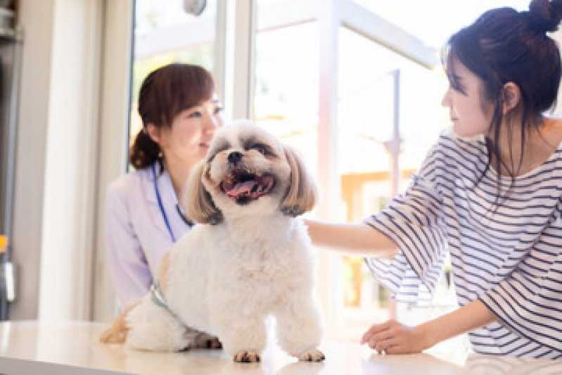 Onde Faz Castração Cachorro Bela Vista - Castração para Cachorra