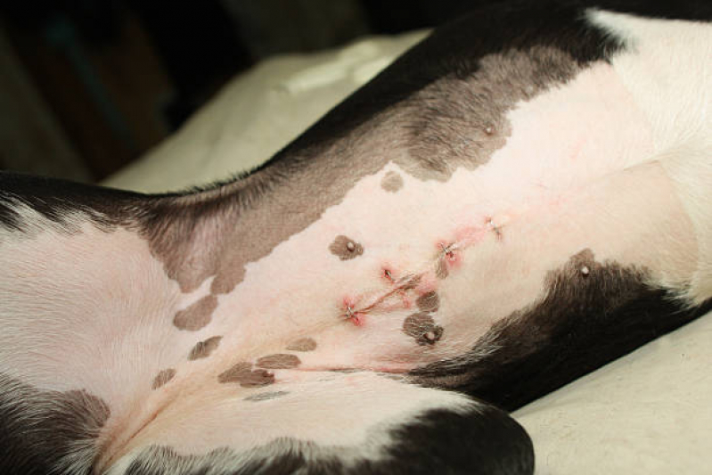 Onde Faz Castração Cirurgia Bairro do Limão - Castração em Cachorro