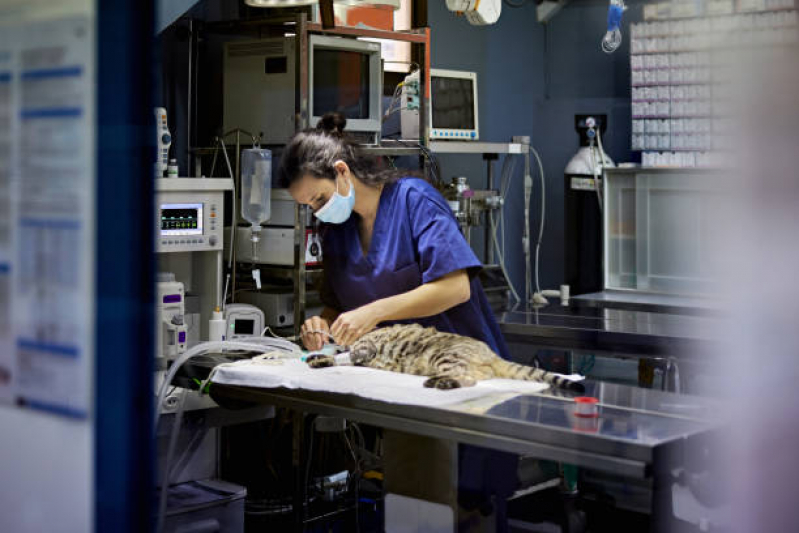 Onde Faz Cirurgia de Gata Centro - Cirurgia de Prolapso Retal em Gatos