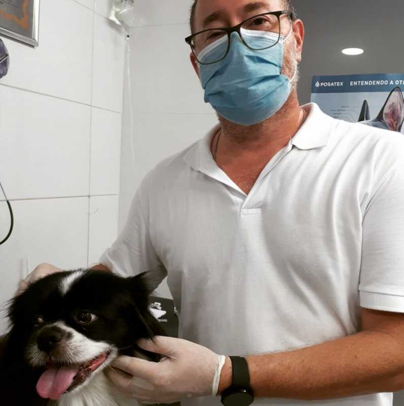 Onde Faz Consulta Dermatológica para Cachorro Paraíso - Consulta Veterinária para Gatos