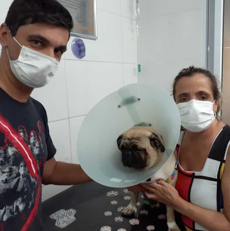 Onde Faz Consulta para Gatos Vila Iório - Consulta Dermatológica para Cachorro