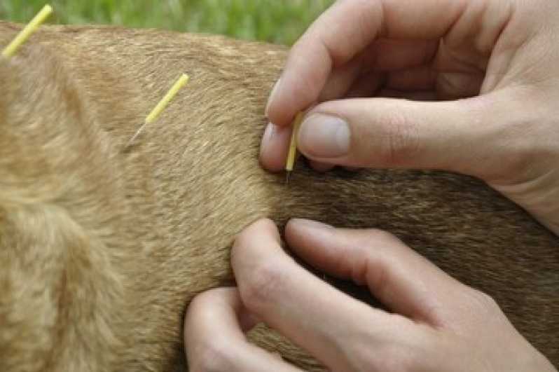 Onde Fazer Acupuntura em Cães Consolação - Acupuntura para Animais