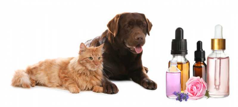 Onde Fazer Homeopatia Gatos Santa Cruz - Homeopatia para Ansiedade Cachorro