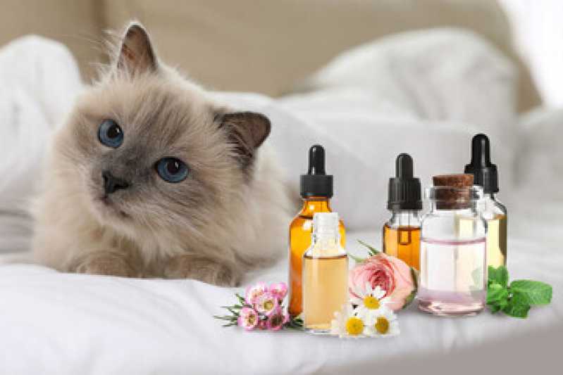 Onde Fazer Homeopatia para Cachorro Vila Madalena - Homeopatia para Gatos