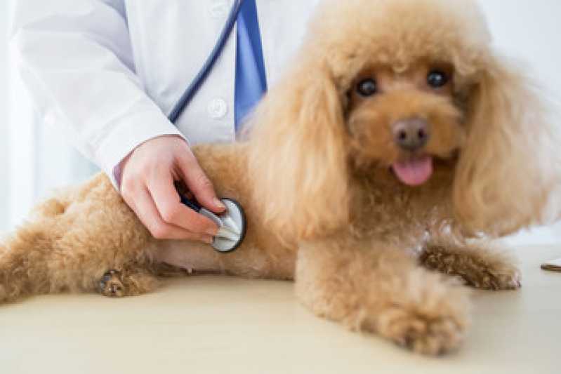 Onde Fazer Homeopatia para Cães Ansiosos Nossa Senhora do Ó - Homeopatia para Cães Ansiosos