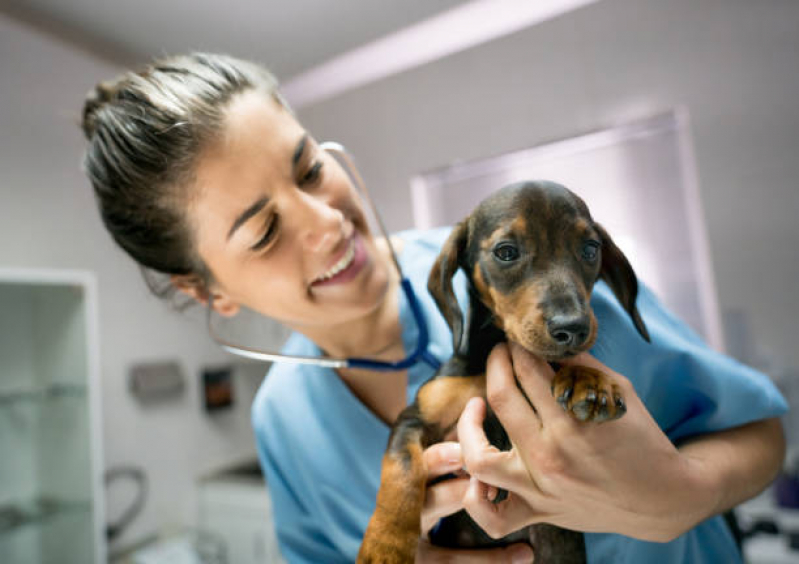Onde Marcar Ecocardiograma Cachorro Aclimação - Exame de Sangue Cachorro