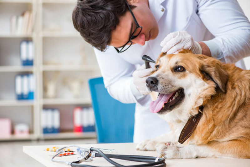 Onde Marcar Exame de Sangue para Cachorro Perdizes - Exame de Sangue para Cachorro