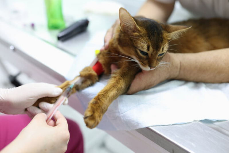Onde Marcar Exames em Gatos Jaguaré - Exames Veterinarios