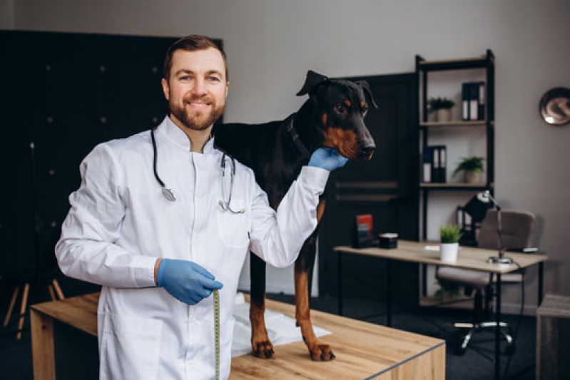 Onde Marcar Exames Laboratoriais Veterinários Luz - Ecocardiograma Cachorro