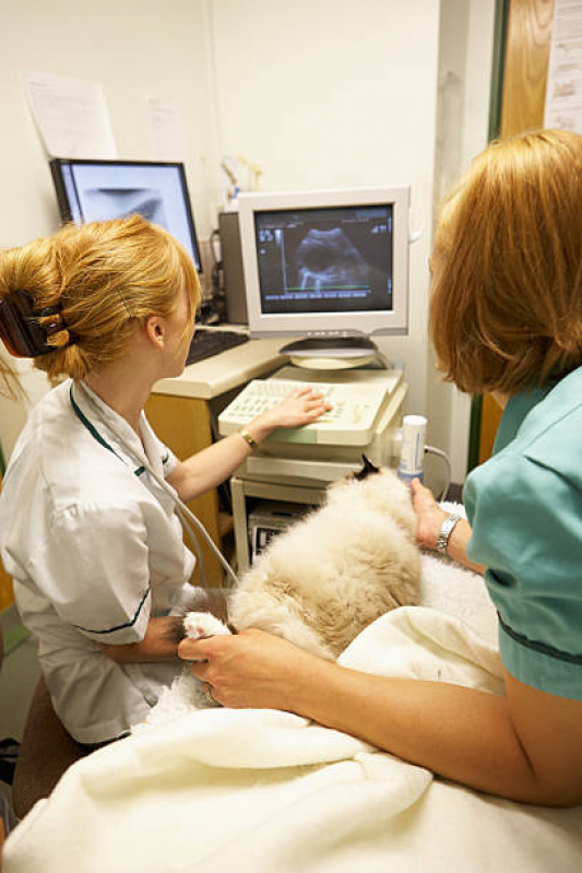 Onde Tem Clínica Veterinaria com Ultrassom Vila Iório - Clínica Cirúrgica Veterinaria