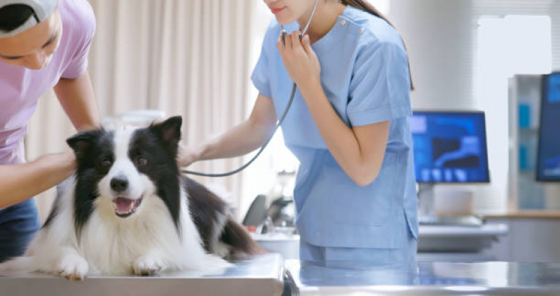 Onde Tem Clínica Veterinaria Tomografia Nossa Senhora do Ó - Clínica Veterinaria Tomografia