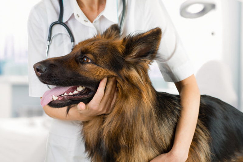 Onde Tem Endocrinologia para Animais Vila Mariana - Ortopedia Pet