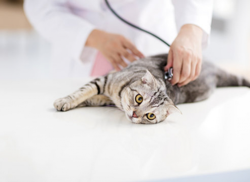 Onde Tem Hospital Veterinário para Gatos e Cachorros Pompeia - Hospital Pet 24 Horas