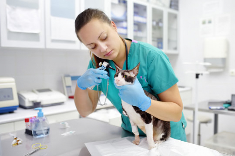 Onde Tem Hospital Veterinário para Gatos Parque Rebouças - Hospital para Tratamentos Veterinários
