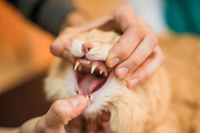 Onde Tem Odontologia Veterinária Itaim Bibi - Endocrinologia para Animais