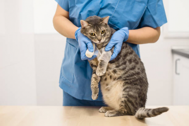 Onde Tem Ortopedia para Animais Sítio Morro Grande - Especialidades em Medicina Veterinária