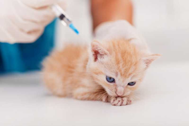 Onde Tem Vacina Antirrábica Gato Jardim Paulistano - Vacina para Filhote de Gato