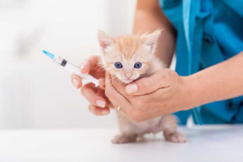 Onde Tem Vacina contra Raiva para Gato Vila Madalena - Vacina para Gato Bom Retiro