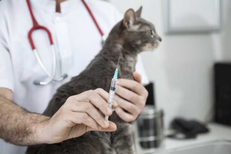 Onde Tem Vacina da Raiva para Gato Vila União - Vacina para Gato